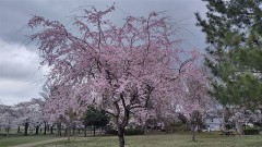 【お題日記】入浴時に持ち込むもの