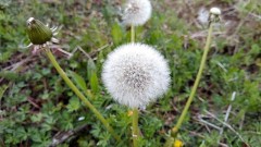 【お題日記】もらったラブレターってどうしてる？