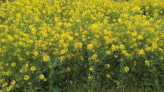 【お題日記】免疫気にしてる？