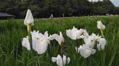 【お題日記】ホテル行ったらまず何する？