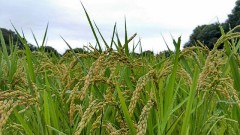 【お題日記】お気に入りのブランドは？