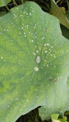 【お題日記】理想的な前戯の時間