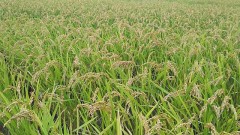 【お題日記】1人Hってどうやって知った？