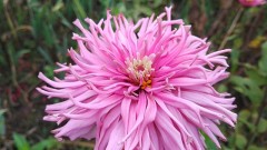 【お題日記】絶対音感持ってる？