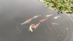 【お題日記】バンド組むなら何担当？