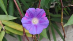 【お題日記】賃貸派？分譲派？