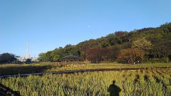 【お題日記】童貞、処女から卒業したエピソード