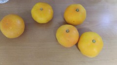 【お題日記】頭ポンポン好きですか？