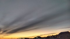 【お題日記】好きな花は何ですか？