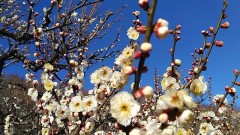 【お題日記】ゴックンプレイの経験