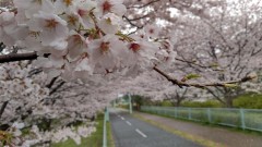 【お題日記】公衆電話最後に使ったのいつ？