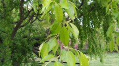 【お題日記】ご近所のHな声聞こえたことある？