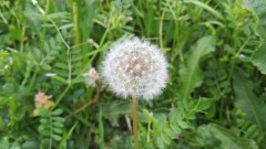 【お題日記】復活してほしいお店