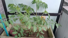 【お題日記】GWは何する？