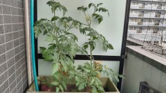 【お題日記】1日の最高人数