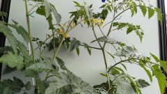 【お題日記】取得したい免許や資格