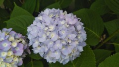 【お題日記】本命の相手には伝えたいこと