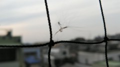 【お題日記】同じ部屋で複数とHしたことある？