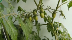 【お題日記】フードファィターになれたら何を爆食いしたい？