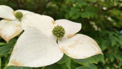 【お題日記】街中でYoutuber見かけたことある？