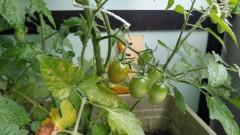 【お題日記】男女の決定的な違い