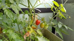 【お題日記】独り身の悩み