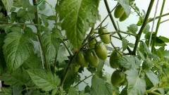 【お題日記】五感の中でHに重要なのは？