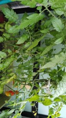 【お題日記】これ見るとHに見えちゃうってものは？