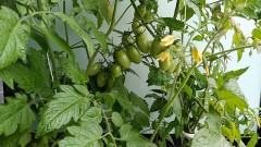 【お題日記】元気がない時これをして復活しました