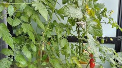 【お題日記】知ってる人がメディアに出てたことある？