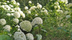 【お題日記】この人H上手だなと思う特徴