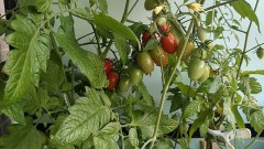 【お題日記】手話できる？