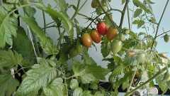 【お題日記】こんな水着買いました