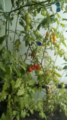 【お題日記】いくつになってもsexyな芸能人