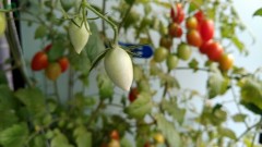 【お題日記】勝手に妄想しちゃうこと