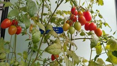 【お題日記】令和4年、今年の七夕は何を願う？