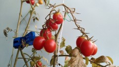 【お題日記】どちらかというと受け？攻め？