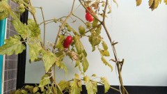 【お題日記】浴衣でHしたことある？