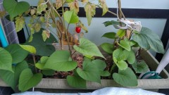 【お題日記】日本の性教育について