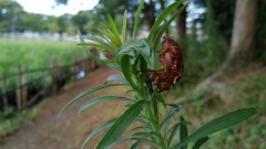 【お題日記】今年は海行った？行く予定？