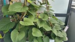 【お題日記】好きな人へのアピール