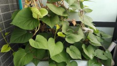 【お題日記】変な性癖の人