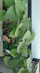 【お題日記】結婚記念日にする事、したい事