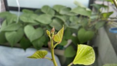 【お題日記】最中に電話が鳴ったらどうする？