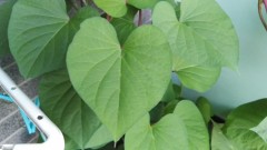 【お題日記】丁度いい頻度