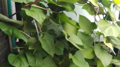 【お題日記】AF時ゴムつける？