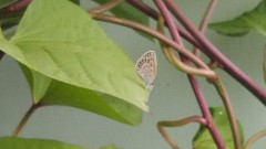 【お題日記】インサート時は確認する？