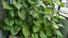 【お題日記】焼肉で好きなお肉