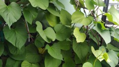 【お題日記】最中に言ちゃう口癖