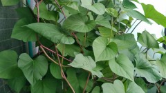 【お題日記】健康のためにしてること